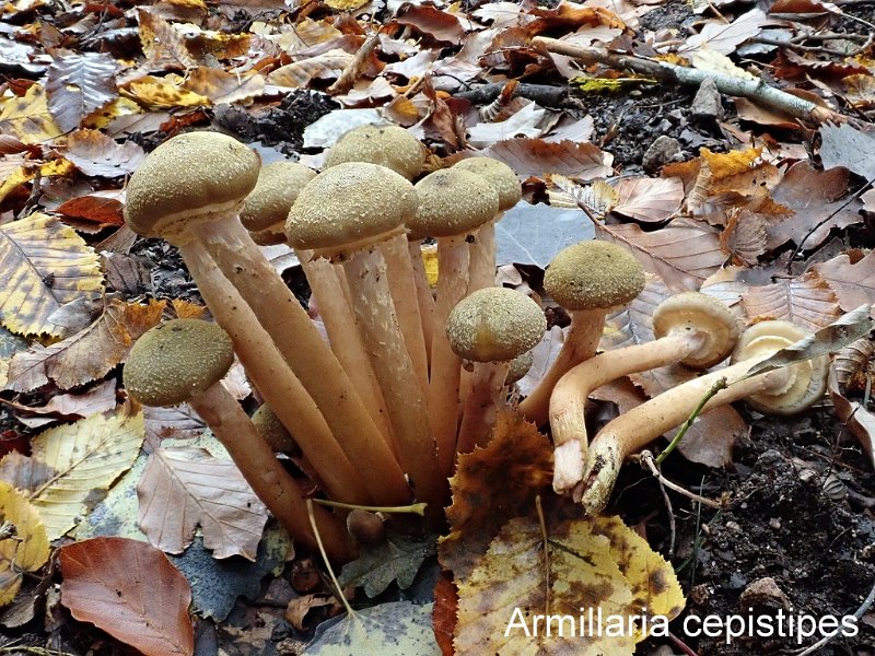 Armillaria cepistipes-amf258.jpg - Armillaria cepistipes ; Non français: Armillaire pied-bot